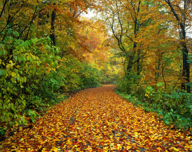 Jeudis en automne - A l'écoute de la forêt - Listen to the forest